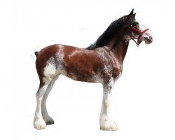 broodmare Westwood H.C. Fancy Jewel (Clydesdale, 2008, from Highfield Collessie)