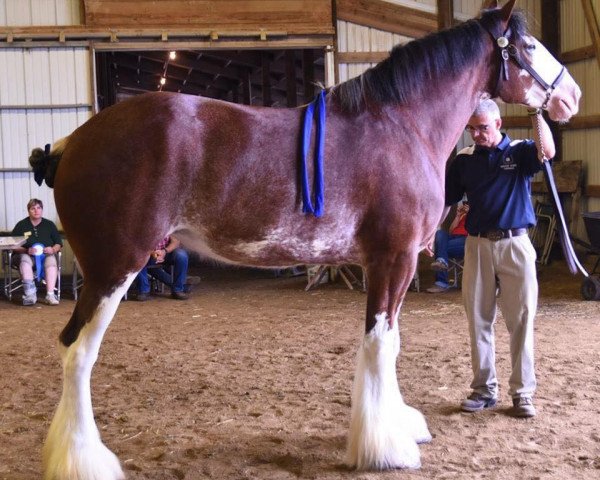 horse Cedarlane Ellie (Clydesdale, 2013, from S B H Phoenix)