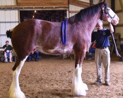 horse Cedarlane Ellie (Clydesdale, 2013, from S B H Phoenix)