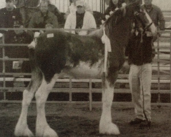 Deckhengst Cedarlane Dexter (Clydesdale, 2004, von S B H Phoenix)