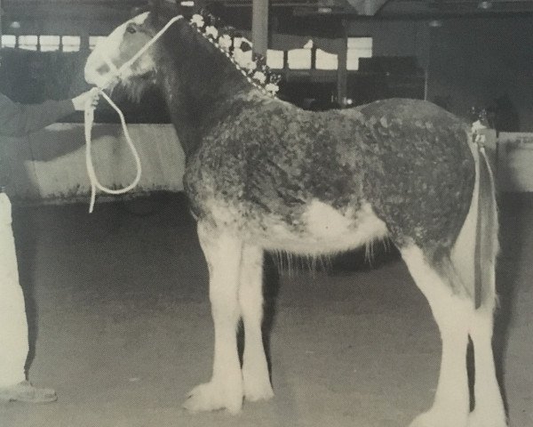 broodmare Cedarlane Bess (Clydesdale, 1995, from Maplewood Levi)