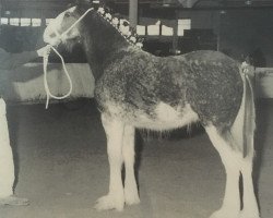 Zuchtstute Cedarlane Bess (Clydesdale, 1995, von Maplewood Levi)