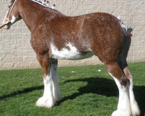 Zuchtstute Cedarlane Gretchen (Clydesdale, 2005, von S B H Phoenix)