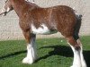 broodmare Cedarlane Gretchen (Clydesdale, 2005, from S B H Phoenix)