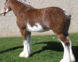 broodmare Cedarlane Gretchen (Clydesdale, 2005, from S B H Phoenix)