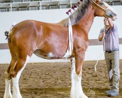 horse Cedarlane Brooklyn (Clydesdale, 2015, from Langbank Winsome Lad)