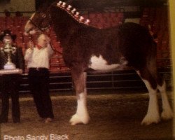 horse Cedarlane Baxter (Clydesdale, 2003, from S B H Phoenix)