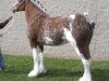 Zuchtstute Cedarlane Jewel (Clydesdale, 2003, von S B H Phoenix)