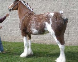 broodmare Cedarlane Jewel (Clydesdale, 2003, from S B H Phoenix)