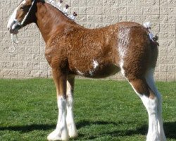 Zuchtstute Cedarlane Ashleigh (Clydesdale, 2010, von Langbank Winsome Lad)