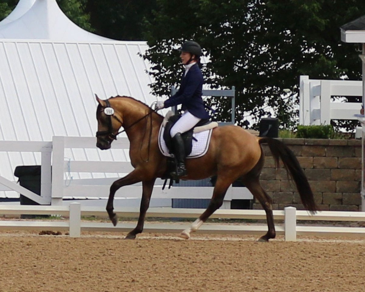 dressage horse Deja D'Or (German Riding Pony, 2014, from Dornik B)
