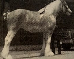 Zuchtstute Cedar Lane Heather (Clydesdale, 1981, von Solomon's Commodore)