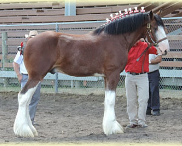 Deckhengst Carnaff Sensation (Clydesdale, 2011, von Carnaff Perfection)