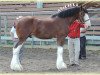 Deckhengst Carnaff Sensation (Clydesdale, 2011, von Carnaff Perfection)