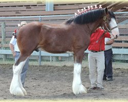 Deckhengst Carnaff Sensation (Clydesdale, 2011, von Carnaff Perfection)