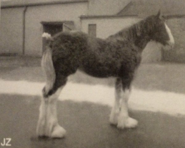 broodmare Carlton Mayflower (Clydesdale,  , from Ayton Royal Ideal)