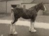 broodmare Carlton Mayflower (Clydesdale,  , from Ayton Royal Ideal)