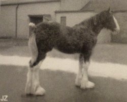 Zuchtstute Carlton Mayflower (Clydesdale,  , von Ayton Royal Ideal)