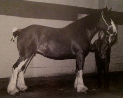 Pferd Carlene 68220 (Clydesdale, 1991, von Greendykes Golden Arrow)