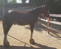 horse Captain of Wildfire (Clydesdale, 2016, from Gregglea Azar's Prospect)