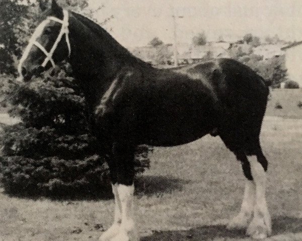 stallion Conn Acres Aristocrat Luke (Clydesdale, 1986, from Aristocrat Sensation Danny)