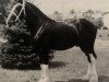 Deckhengst Conn Acres Aristocrat Luke (Clydesdale, 1986, von Aristocrat Sensation Danny)