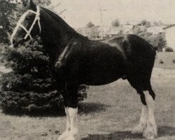 Deckhengst Conn Acres Aristocrat Luke (Clydesdale, 1986, von Aristocrat Sensation Danny)