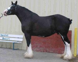 Zuchtstute Hillcrest's Classic Mayflower (Clydesdale, 1999, von Battle River Reggie)