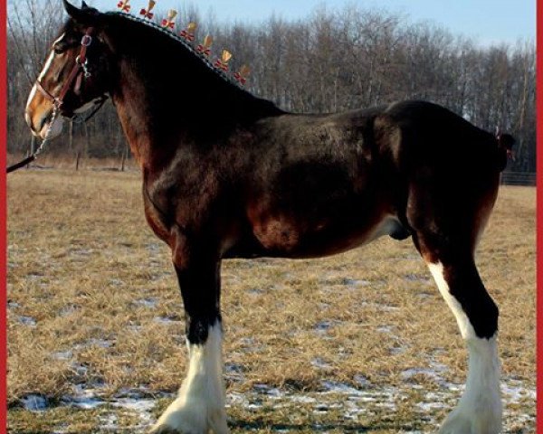 Pferd Captain of Sunfall (Clydesdale, 2013, von Midnight Majestic Mack)