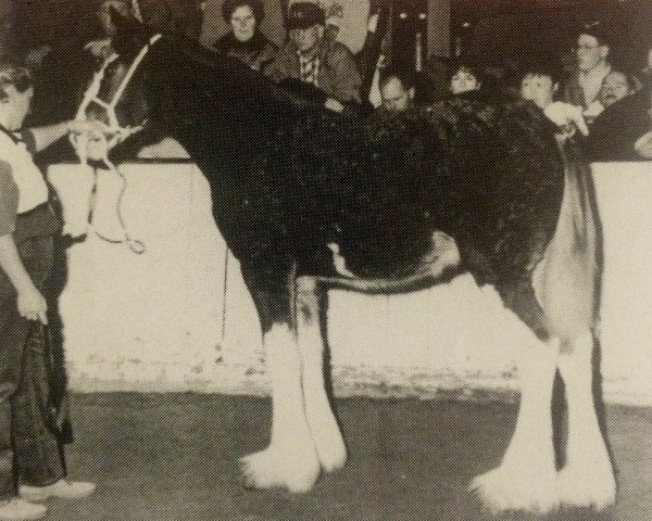 Zuchtstute Carson's Miss McKenzie (Clydesdale, 1993, von Ainville Freelance)