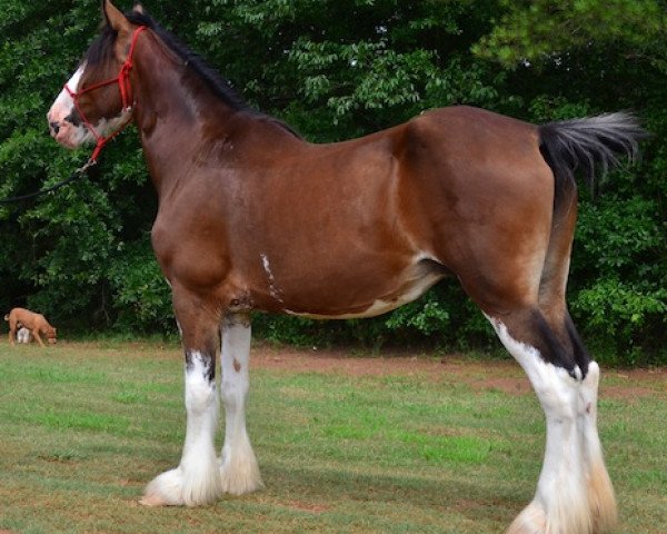 Zuchtstute Grandview Justin's Nala (Clydesdale, 2004, von Grandview Eli's Just-In-Step)