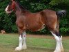 Zuchtstute Grandview Justin's Nala (Clydesdale, 2004, von Grandview Eli's Just-In-Step)