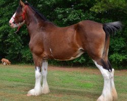 Zuchtstute Grandview Justin's Nala (Clydesdale, 2004, von Grandview Eli's Just-In-Step)