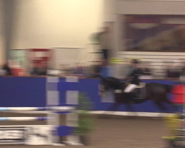 Reitturnier Dörpen 2016