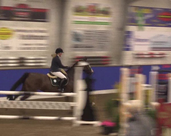 Reitturnier Dörpen 2016
