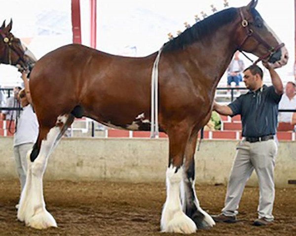 horse Captain Max of Rolling Hills (Clydesdale, 2015, from Zorra Highland Captain)