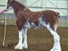 broodmare Doura Rihanna (Clydesdale, 2012, from Doura Jackpot)