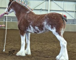 broodmare Doura Rihanna (Clydesdale, 2012, from Doura Jackpot)