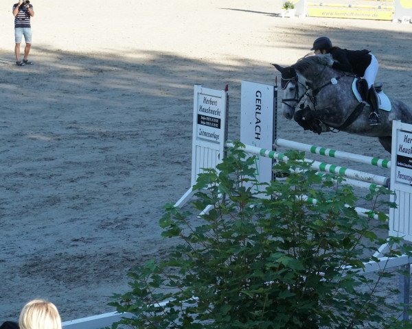 Springpferd Grantstown Grey Lady (Irish Sport Horse, 2010)