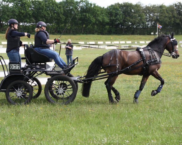 jumper Mikado 358 (German Riding Pony, 2007, from St. Annens Monsieur N)