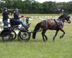 Springpferd Mikado 358 (Deutsches Reitpony, 2007, von St. Annens Monsieur N)