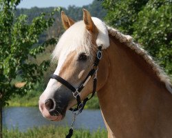 Dressurpferd Sarina 281 (Haflinger, 2005, von Atlantik)