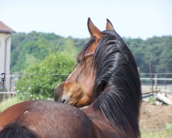 horse Butterfly (German Riding Pony, 1999, from Bossanova)