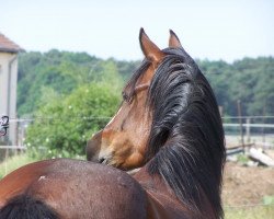 Pferd Butterfly (Deutsches Reitpony, 1999, von Bossanova)