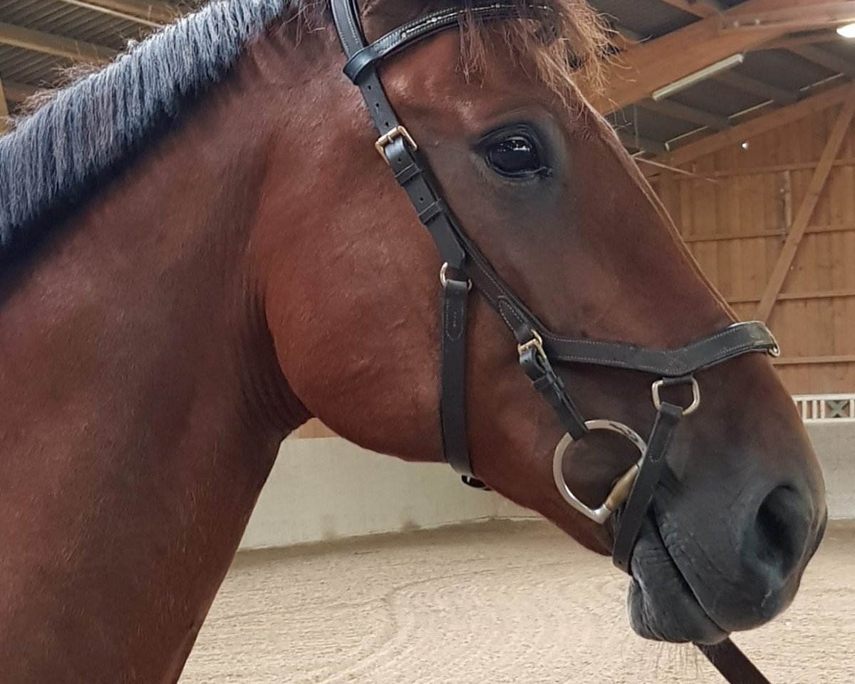 horse Amaretto 253 (Bavarian, 2008, from Acolydor)