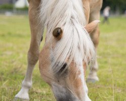 dressage horse Monty (Haflinger, 1996, from Mozart)