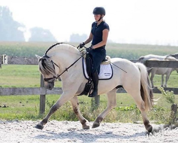 stallion Solar van den Bosdries (Fjord Horse, 2016, from Almglimt)