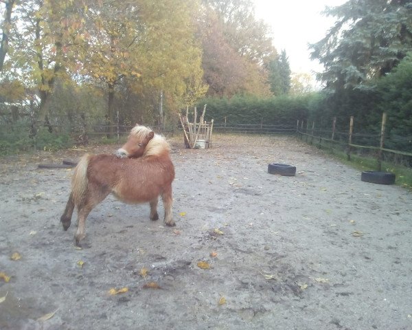 horse Nobel (Shetland Pony, 2019, from Prins van de Bekkenkamp)