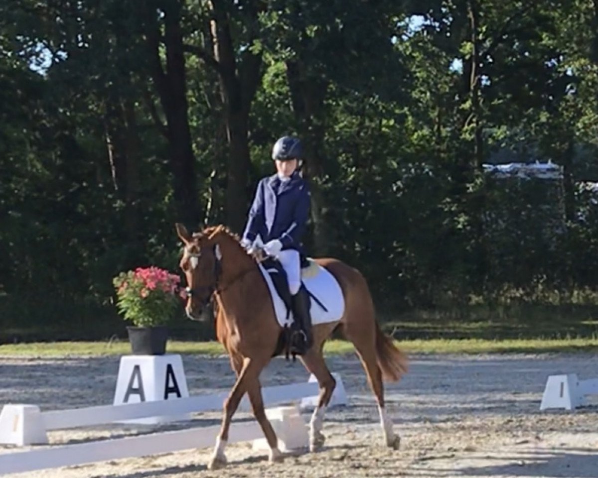 broodmare Mona 1680 (German Riding Pony, 2007, from Trentino)
