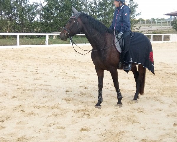 broodmare Waiting for Compliments (Oldenburg, 2006, from Rohdiamant)